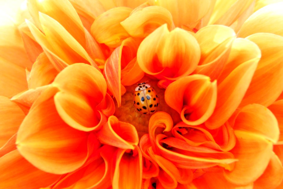 Flower Orange Yellow Close Up