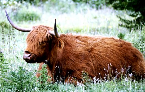 Cattle Like Mammal Horn Wildlife Fauna