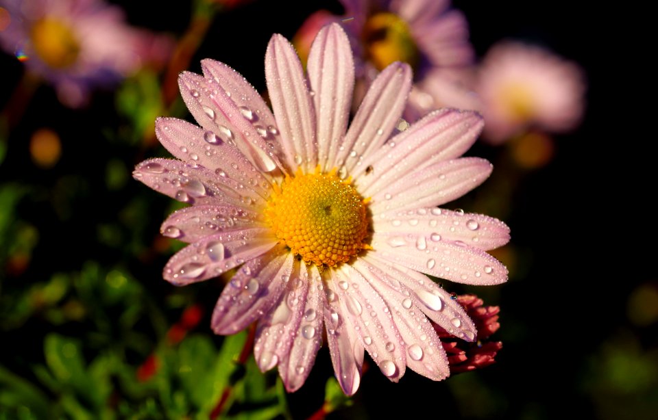 Flower Flora Oxeye Daisy Marguerite Daisy
