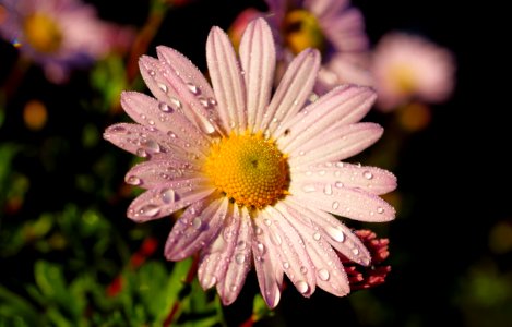 Flower Flora Oxeye Daisy Marguerite Daisy