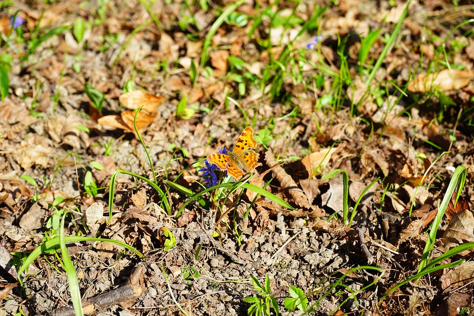 Butterflies edelfalter nymphalidae