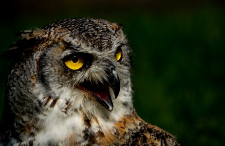 Owl Beak Bird Of Prey Fauna photo