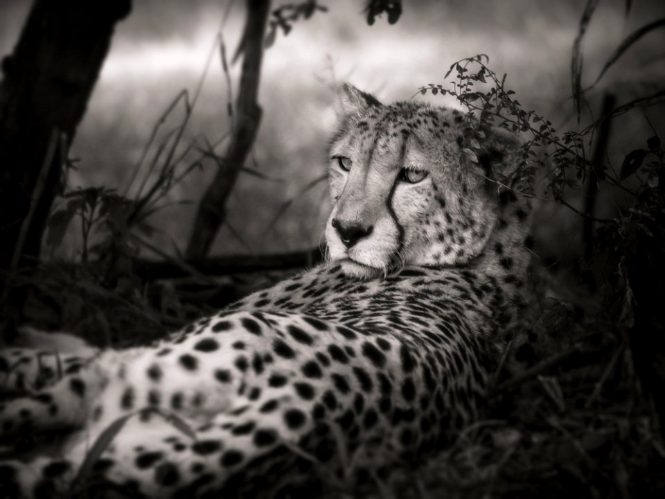 Cheetah Wildlife Terrestrial Animal Black And White