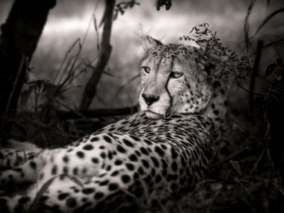 Cheetah Wildlife Terrestrial Animal Black And White photo