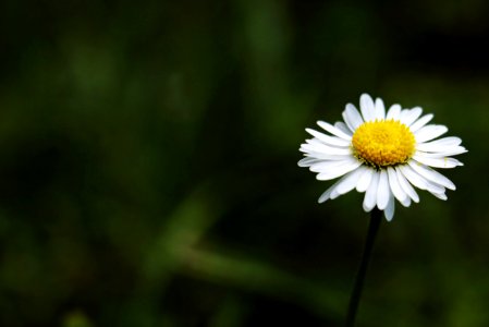 Flower Oxeye Daisy Chamaemelum Nobile Flora
