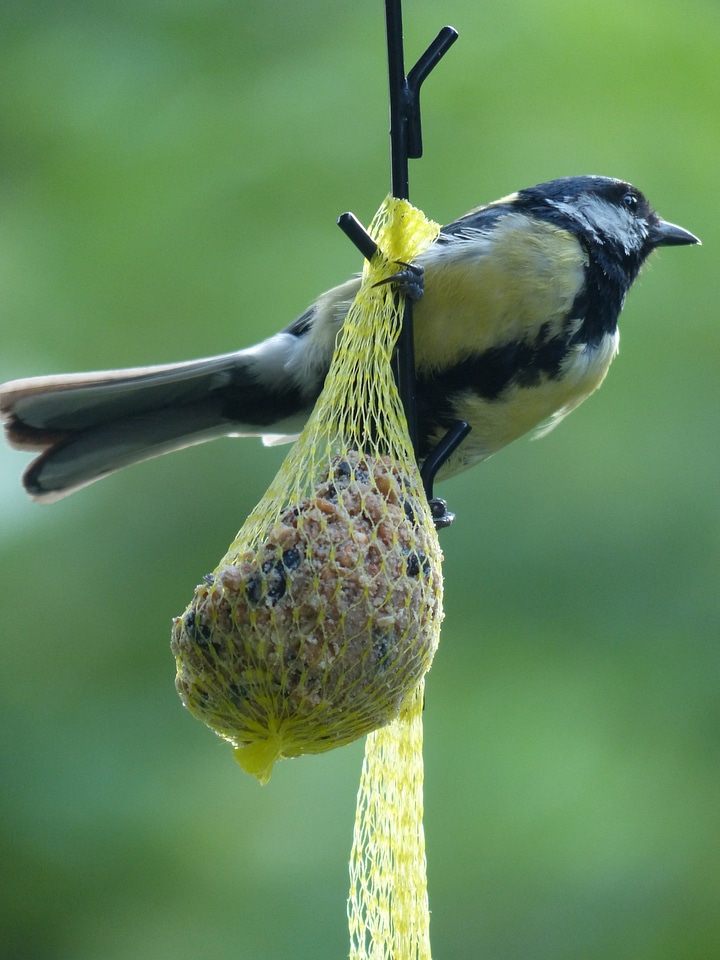 Passeri songbird bird