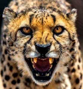 Cheetah Wildlife Terrestrial Animal Mammal photo