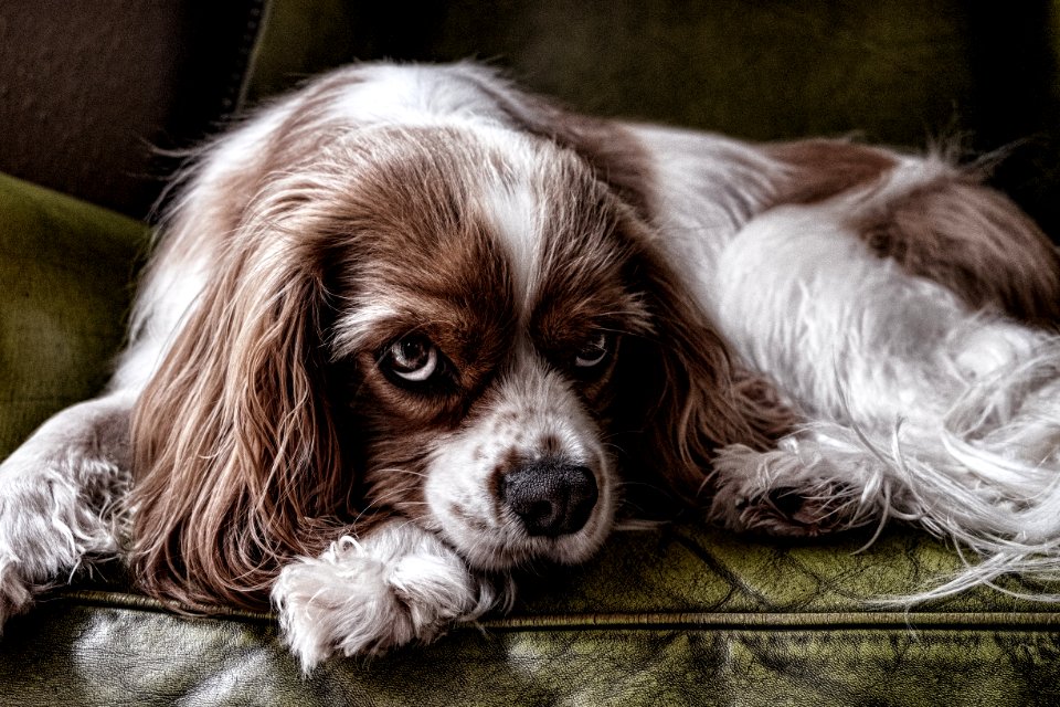 Dog Breed Dog Dog Like Mammal Dog Breed Group