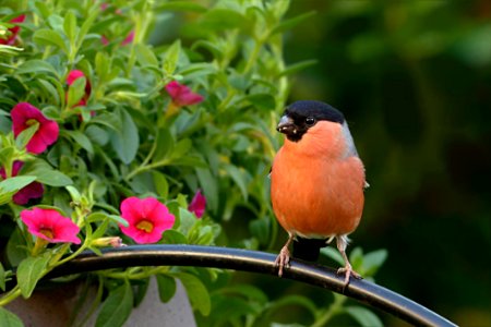 Bird Fauna Beak Old World Flycatcher photo