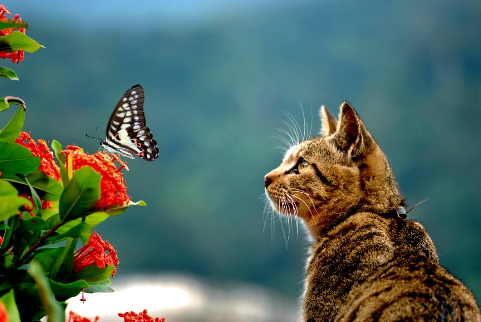 Cat Fauna Whiskers Small To Medium Sized Cats