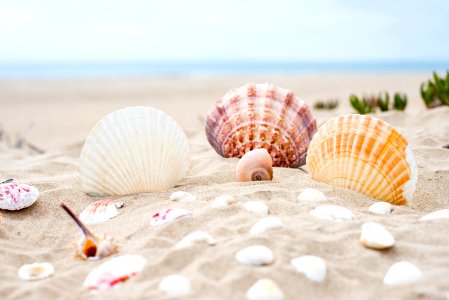 Seashell Conchology Sand Cockle photo