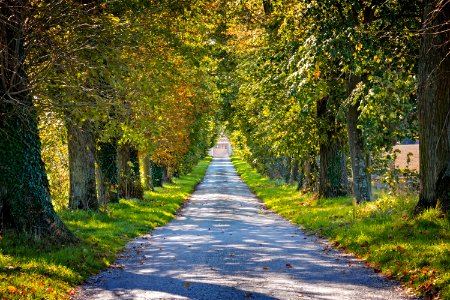 Leaf Nature Path Tree