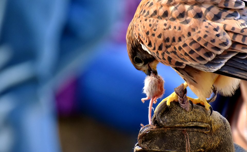 Bird Falcon Beak Hawk