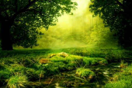 Vegetation Nature Ecosystem Green