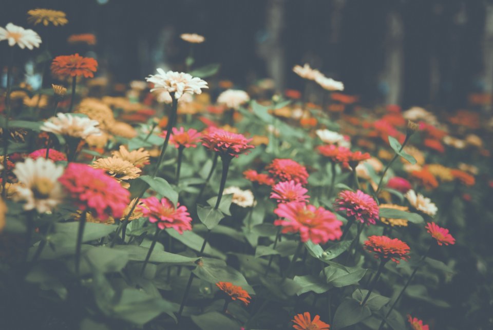 Flower Flora Plant Spring