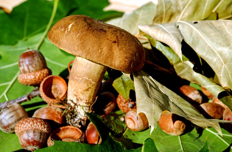 Mushroom Fungus Edible Mushroom Penny Bun