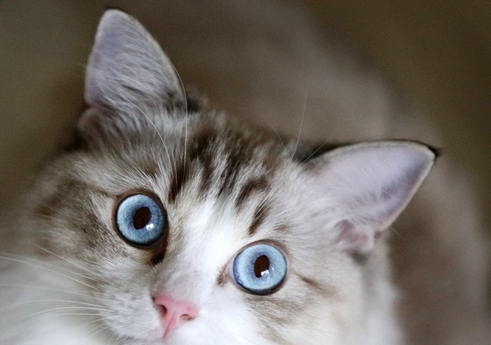Cat Whiskers Small To Medium Sized Cats Cat Like Mammal