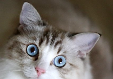 Cat Whiskers Small To Medium Sized Cats Cat Like Mammal