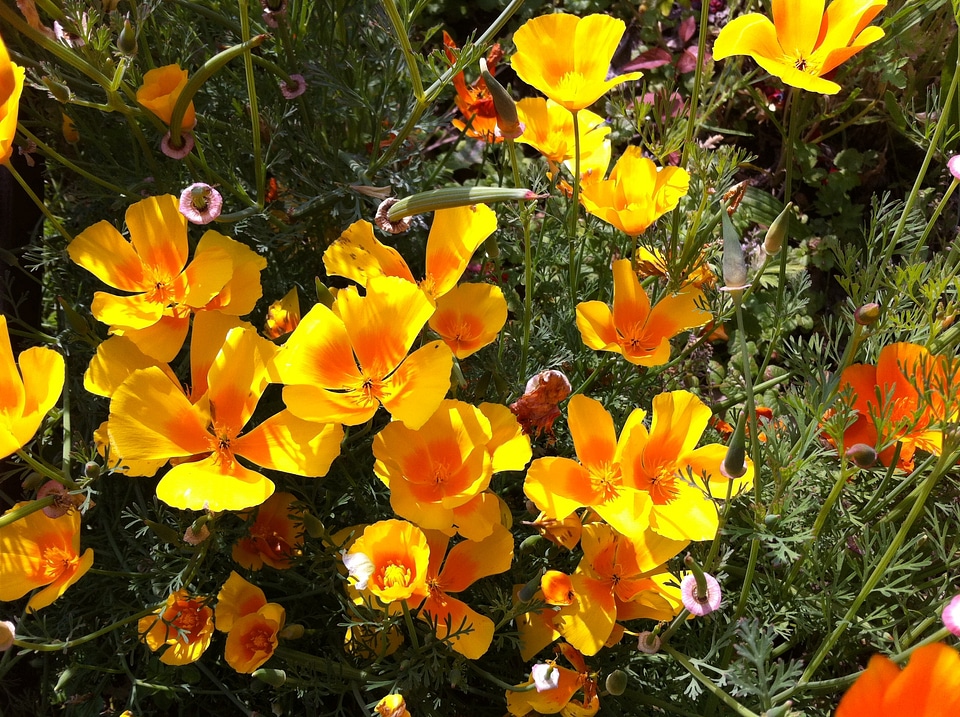 Plant flora nature