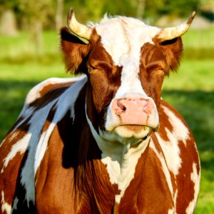 Cattle Like Mammal Dairy Cow Cow Goat Family Livestock