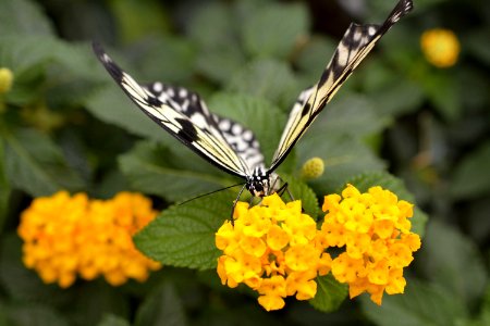 Butterfly Moths And Butterflies Insect Nectar