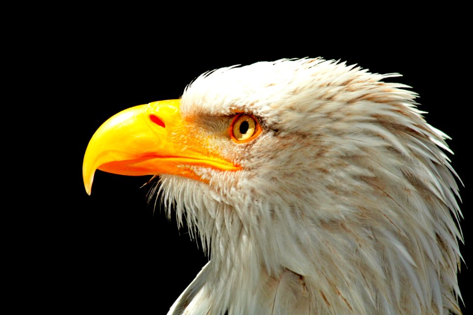 Beak Bird Bird Of Prey Eagle