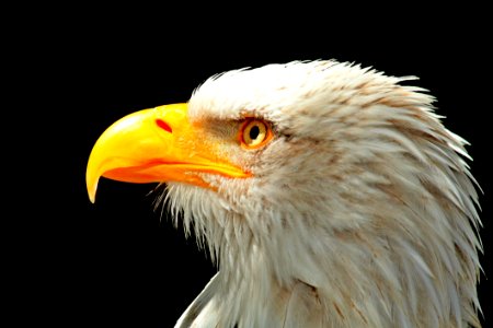 Beak Bird Bird Of Prey Eagle photo