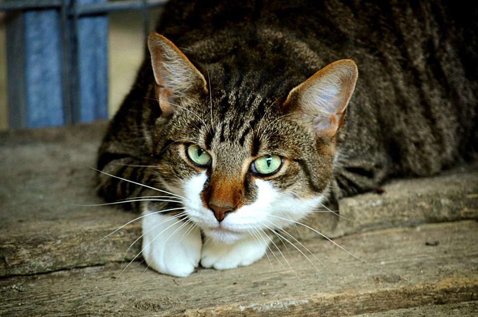 Cat Fauna Mammal Whiskers
