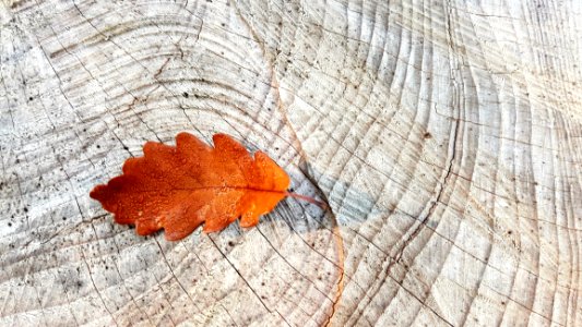 Leaf Plant Wood Tree