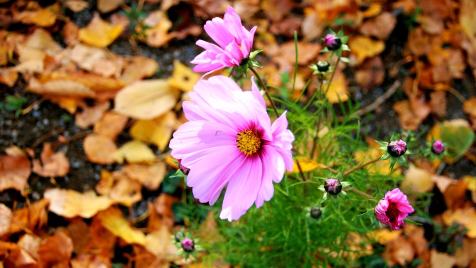 Flower Flora Plant Wildflower photo