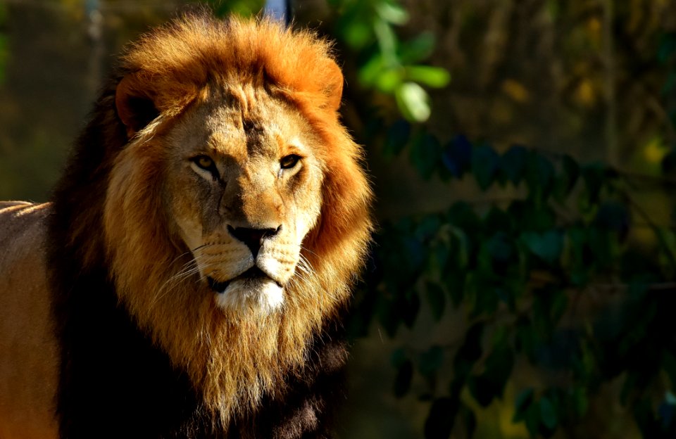 Wildlife Lion Mammal Terrestrial Animal