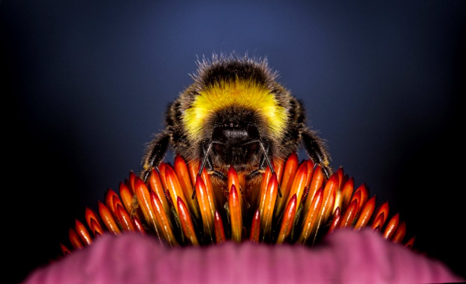 Bee Insect Honey Bee Invertebrate