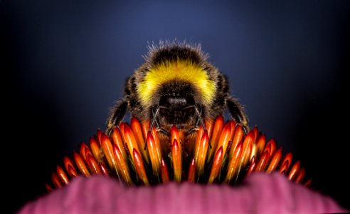 Bee Insect Honey Bee Invertebrate photo