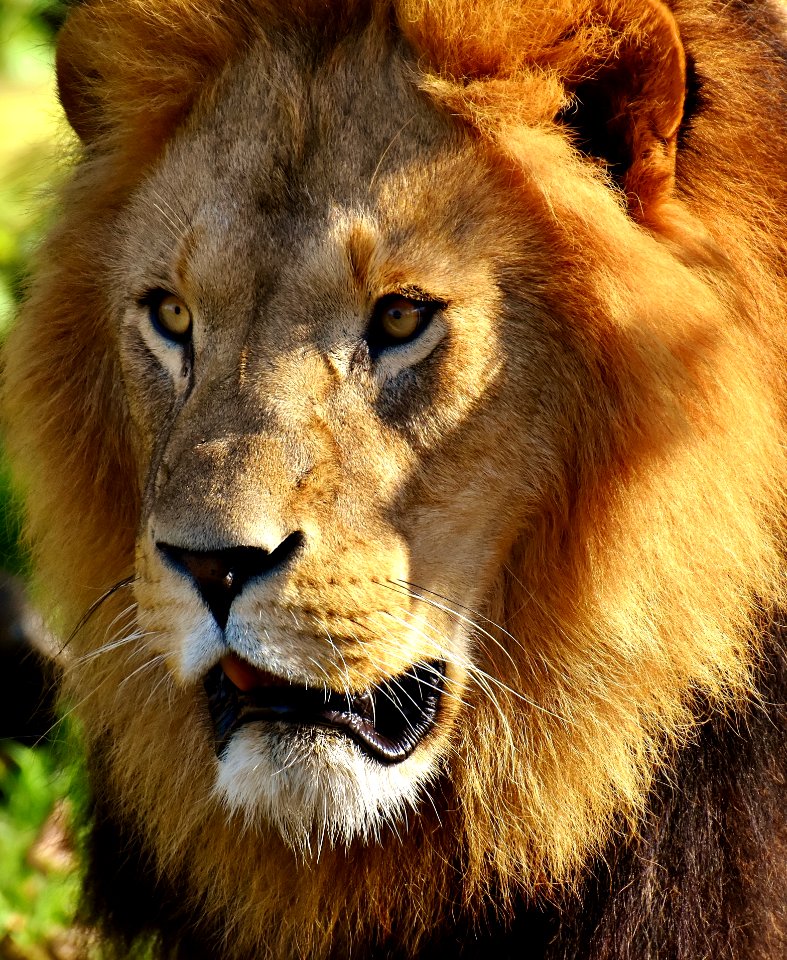 Wildlife Lion Terrestrial Animal Mammal