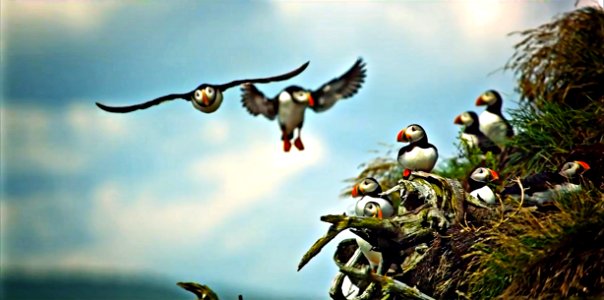 Animal Photography Animals Art