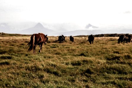 Agriculture Animals Cattle Cavalry