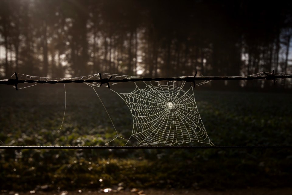 Spider Web Nature Light Darkness