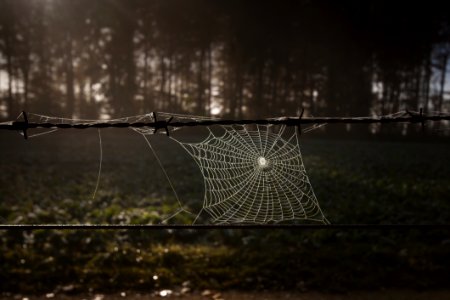 Spider Web Nature Light Darkness