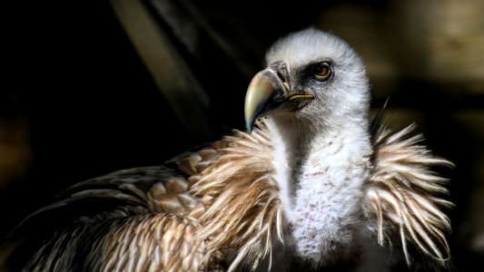 Bird Of Prey Beak Bird Feather photo