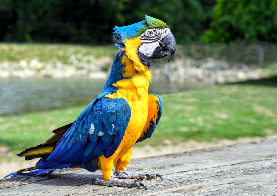Bird Parrot Macaw Fauna photo