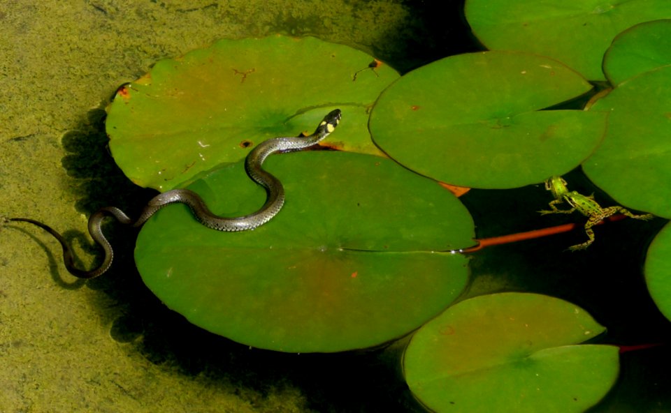 Water Aquatic Plant Organism Amphibian