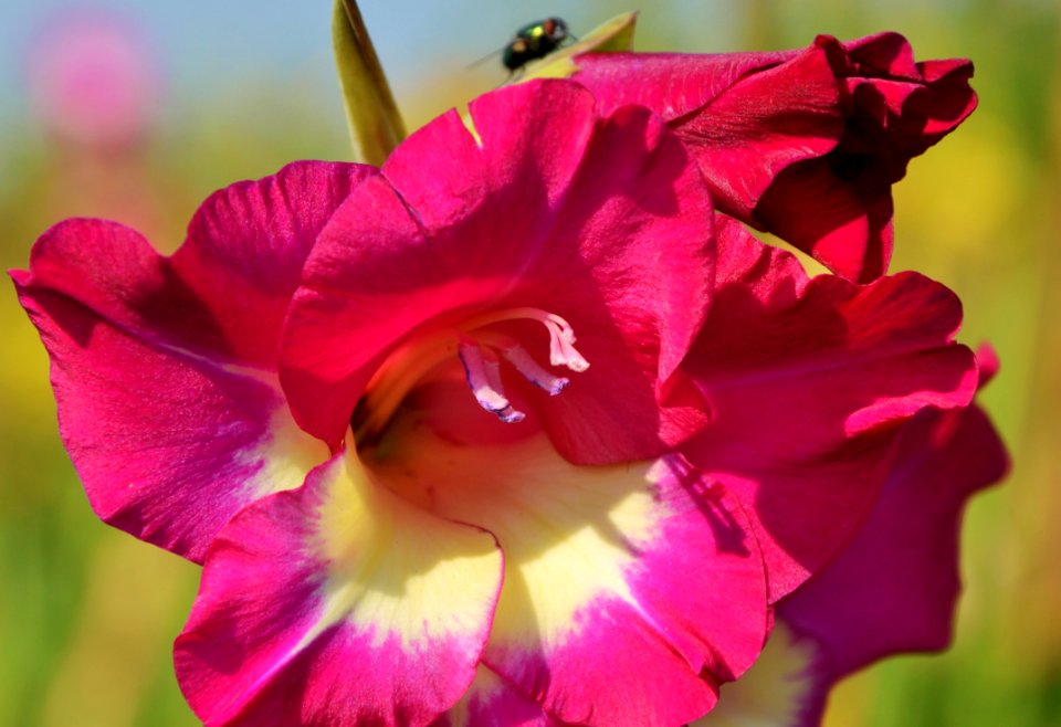 Flower Pink Flowering Plant Flora photo