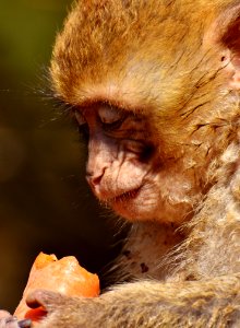 Face Macaque Mammal Fauna photo