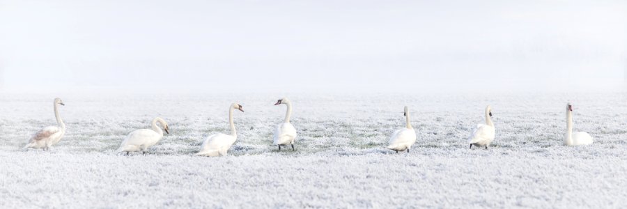 Bird Water Bird Freezing Snow