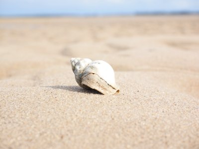 Seashell Sand Ecoregion Body Jewelry
