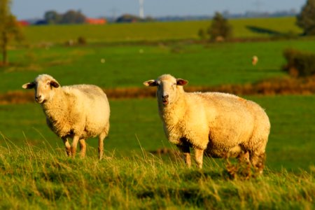 Grassland Pasture Sheep Grazing photo
