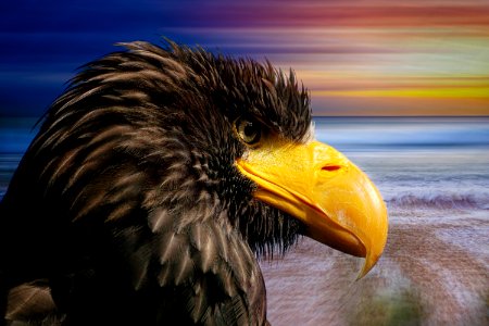 Beak Eagle Fauna Bird Of Prey