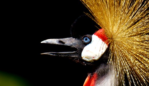 Beak Fauna Bird Close Up photo