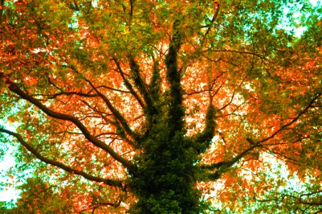 Tree Nature Leaf Autumn