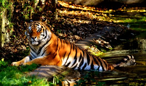 Tiger Wildlife Mammal Wilderness photo